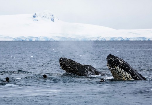 Le Monde des Glaces