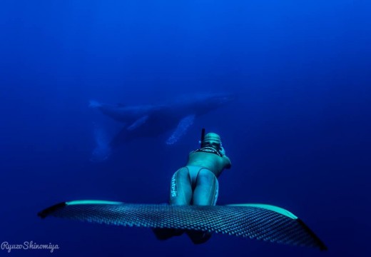 à la rencontre des baleines à bosses!