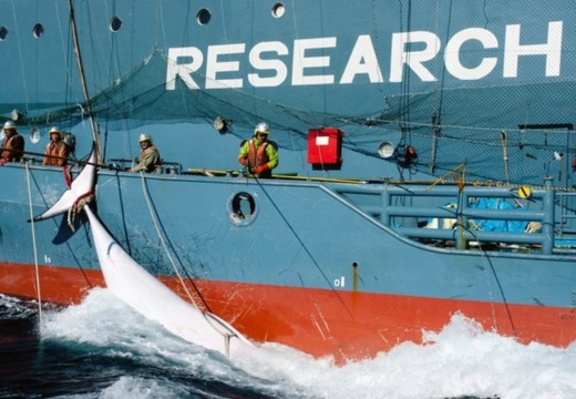 « RED CARD » : Le Japon reprend la chasse à la baleine