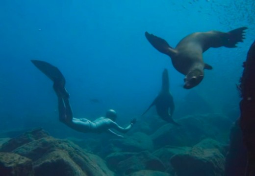 Danse avec les lions de mer